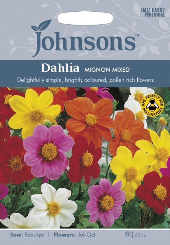 Georgine 'Mignon Mixed' - Dahlia