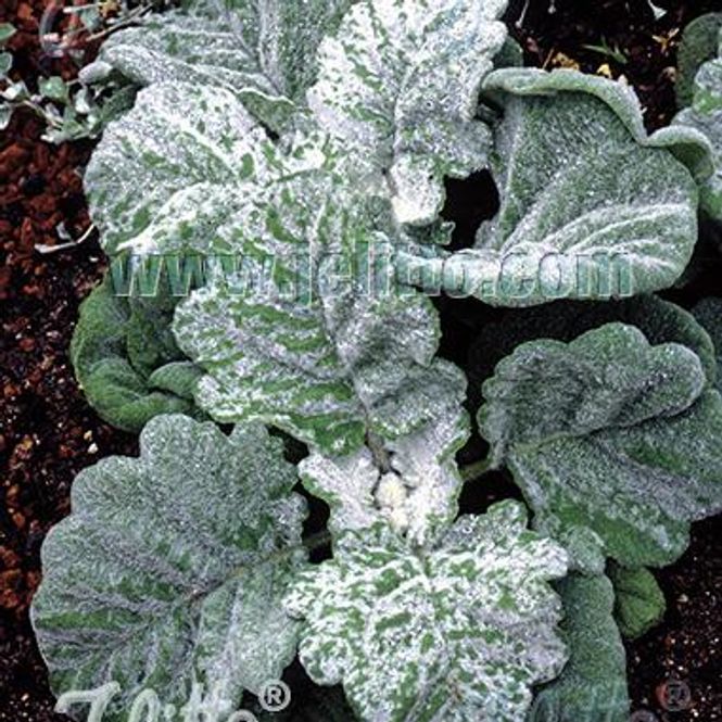 Hovedbilde Sølvsalvie - Salvia argentea
