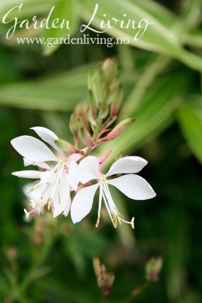 Hovedbilde Sommerlys The Bride - Gaura lindheimeri 
