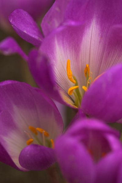 Hovedbilde Tidløs 'Dick Trotter' - Colchicum - 1 stk