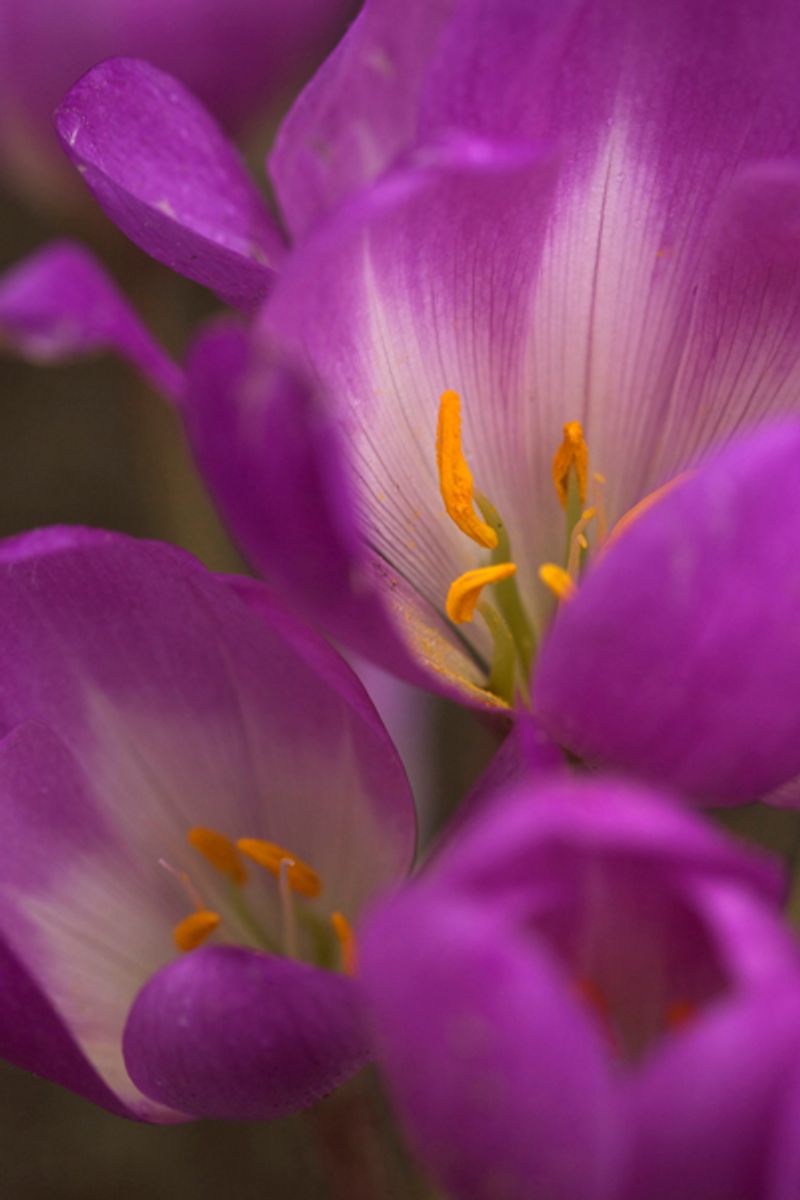 Tidløs 'Dick Trotter' - Colchicum - 1 stk