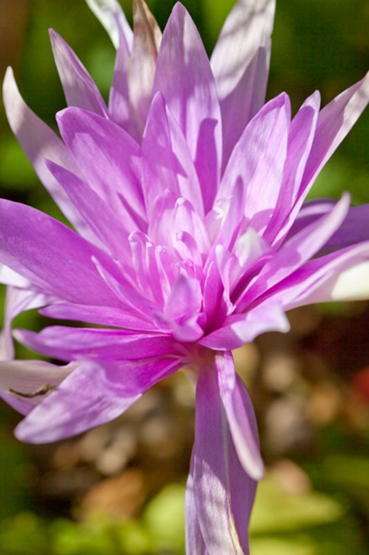 Tidløs ’Waterlily’ - Colchicum - 1 stk