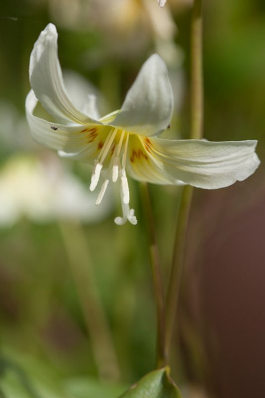 Hundetann ’White Beauty' - Erythronium californicum 1 stk