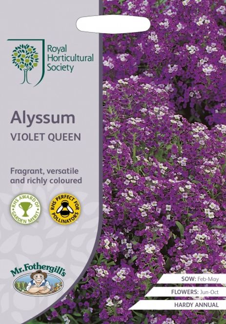 Hovedbilde Silkedodre 'Violet Queen' - Lobularia maritima 