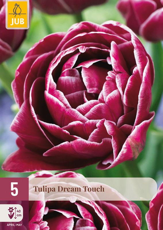 Tulipan 'Dream Touch', sen dobbel - 5 stk