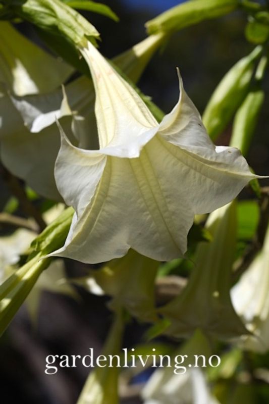 Engletrompet - Brugmansia suaveolens