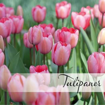Hovedbilde Tulipaner - Tulipa