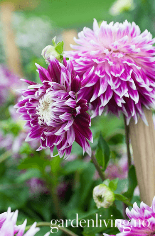 Georgine 'Vancouver - Dahlia x cultorum, 2 stk.