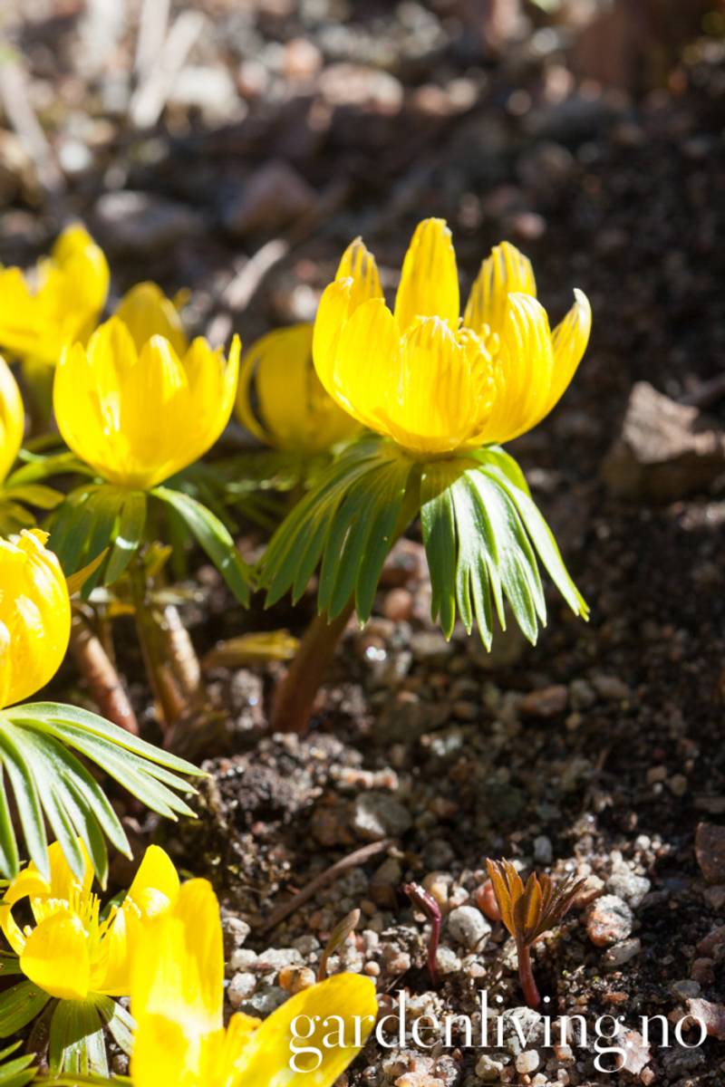 Småvinterblom - Eranthis cilicica - 10 stk