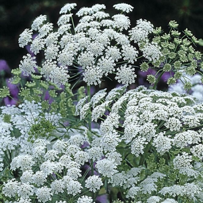 Hovedbilde Kongeskjerm 'Graceland - Ammi majus
