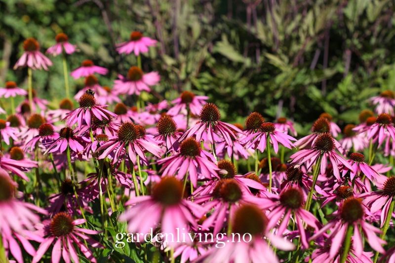 Purpursolhatt 'Large Flowered’ - Echinacea purpurea 