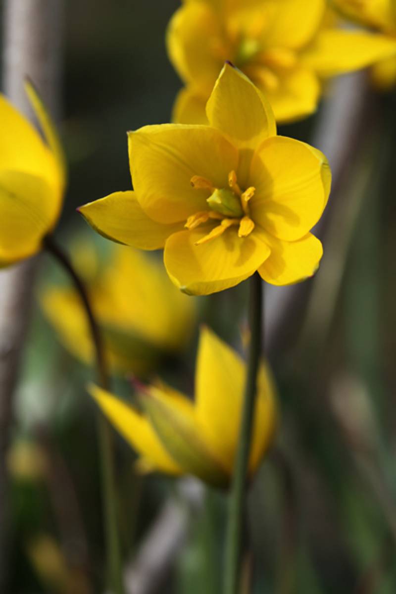 Skogtulipan - Tulipa sylvestris - 10 stk
