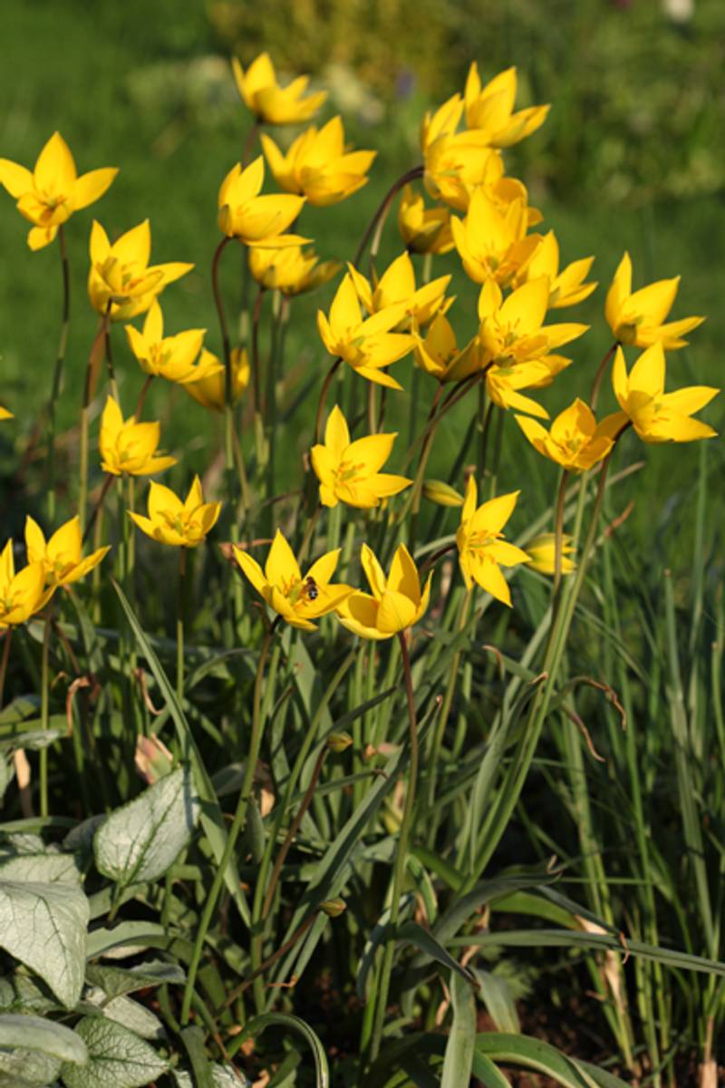 Skogtulipan - Tulipa sylvestris - 10 stk