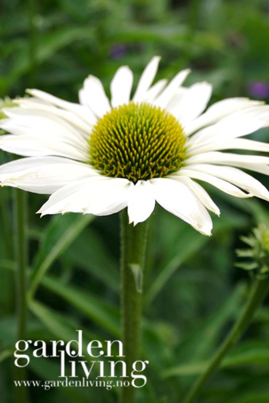 Purpursolhatt ’Virgin’ - Echinacea purpurea