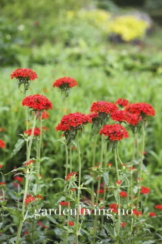 Brennende kjærlighet - Lychnis chalcedonica