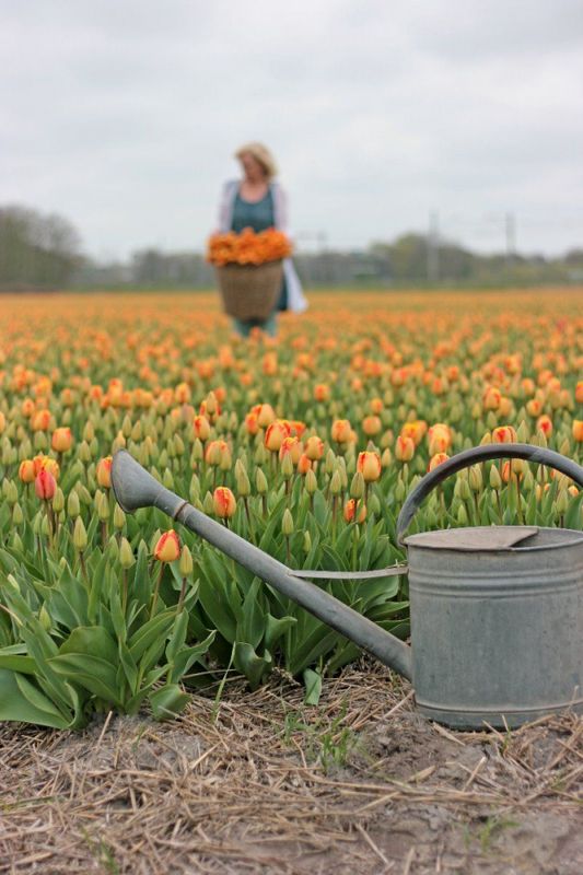 Tulipan 'Banja Luka', darwinhybrid - 10 stk
