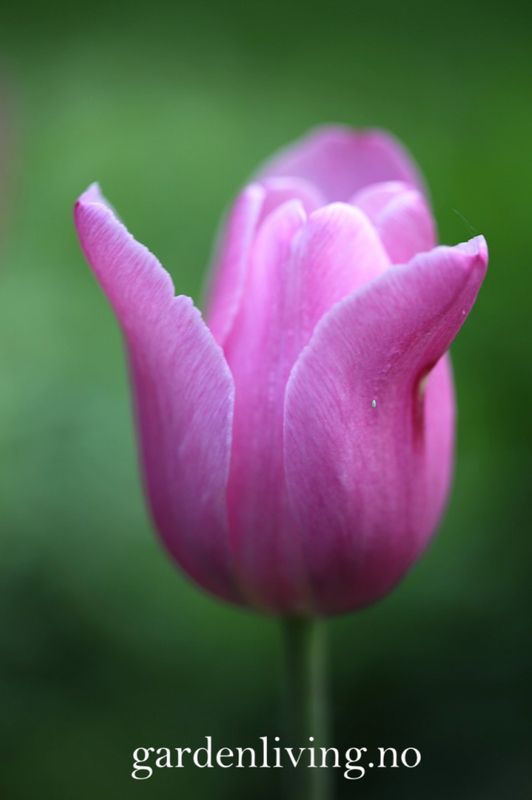 Tulipan 'Synaeda Amor', triumphtulipan - 10 stk