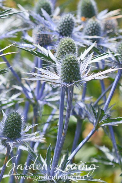 Hovedbilde Stikle 'Jos Eijking' - Eryngiym x olivierianum