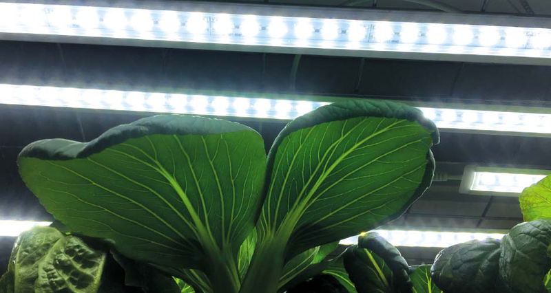 LED-lys No.2 påbygglist 60 cm, 15W