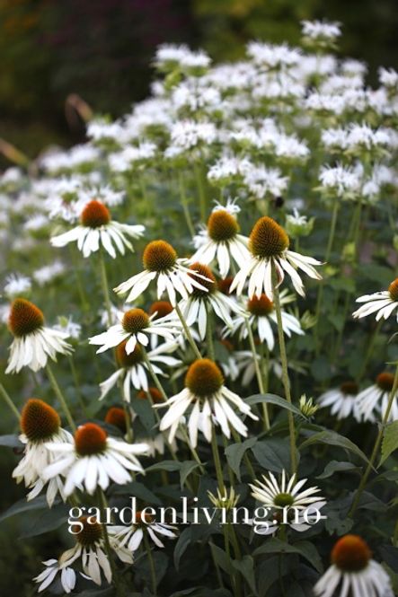 Hovedbilde Purpursolhatt 'White Swan' - Echinacea purpurea 