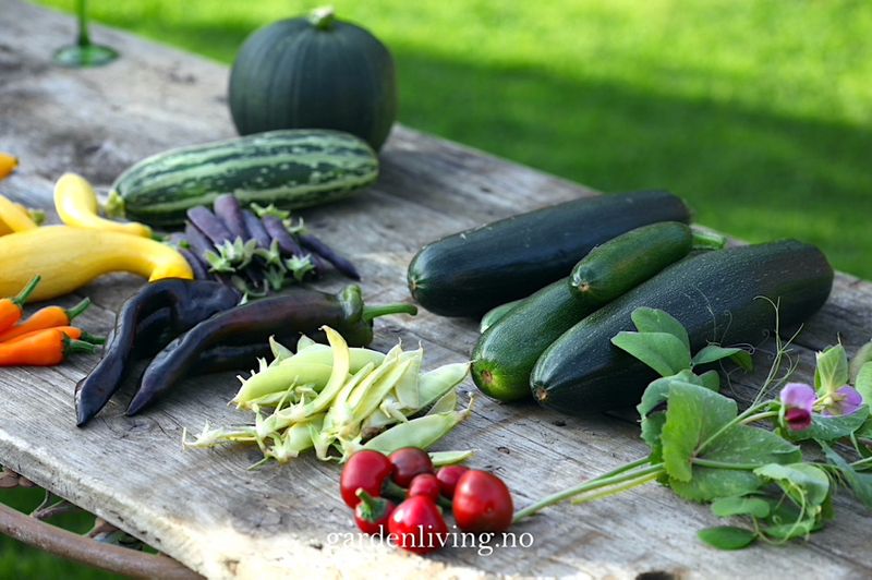 Squash 'Eight Ball' F1 - Cucurbita pepo