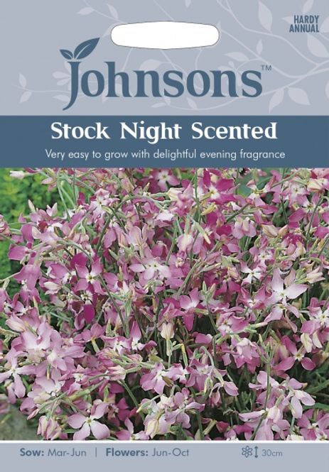 Hovedbilde Hornlevkøy 'Night Scented' - Matthiola longipetala