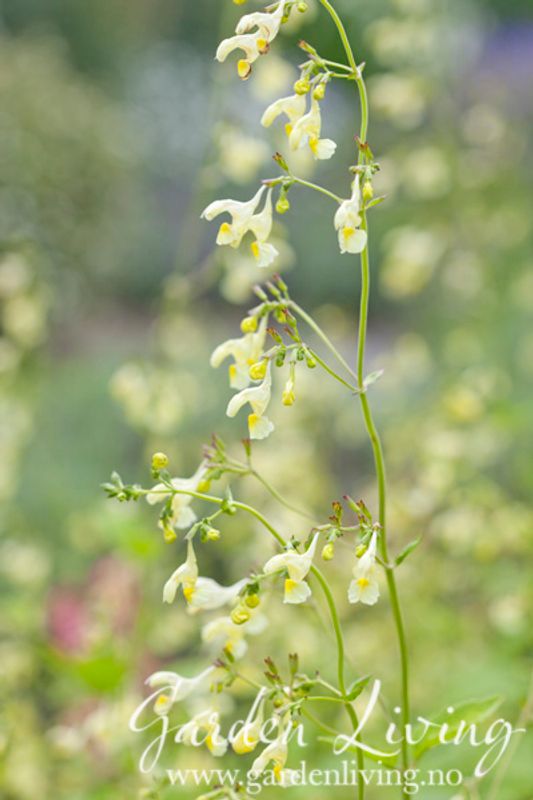 Gul kattemynte - Nepeta govaniana