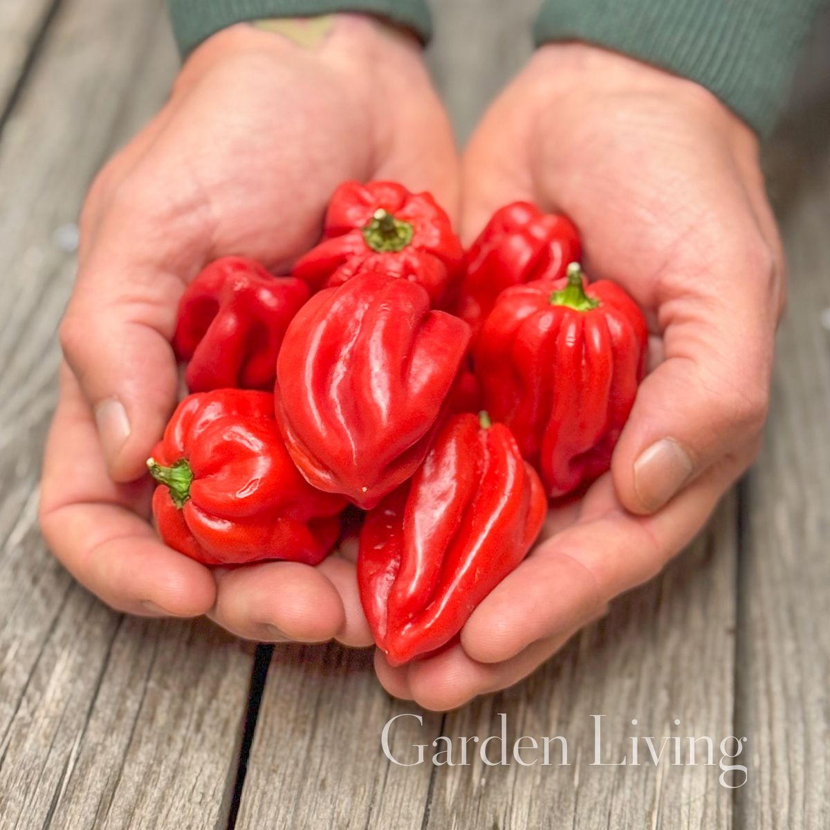 Chilipepper 'Habanero Red' - Capsicum chinensis