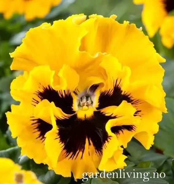 Hovedbilde Stemorsblomst 'Frizzle Sizzle Yellow' - Viola wittrockiana 
