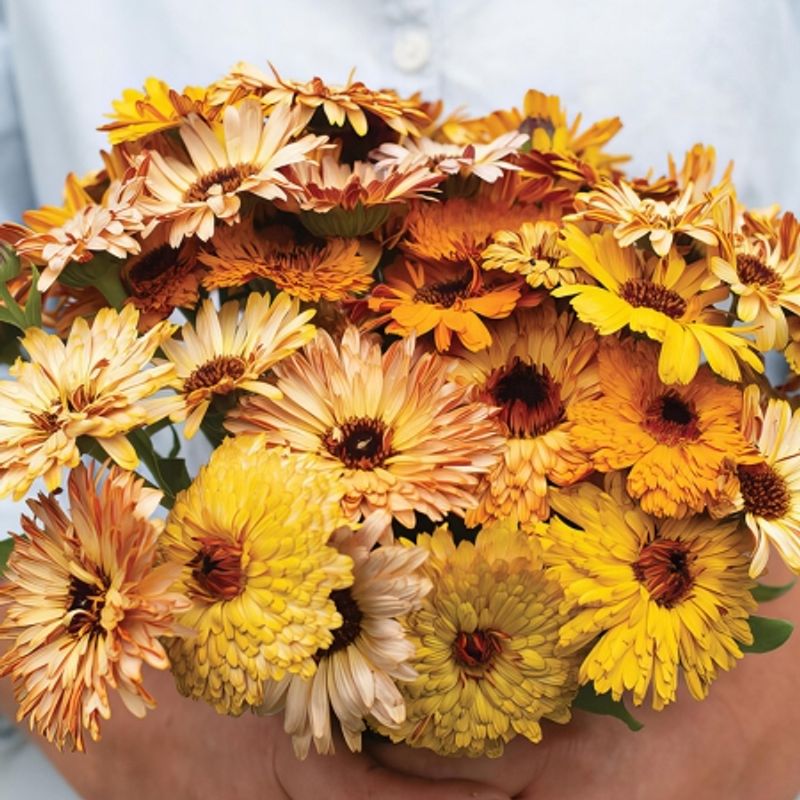 Ringblomst 'Flashback Mixed' - Calendula officinalis