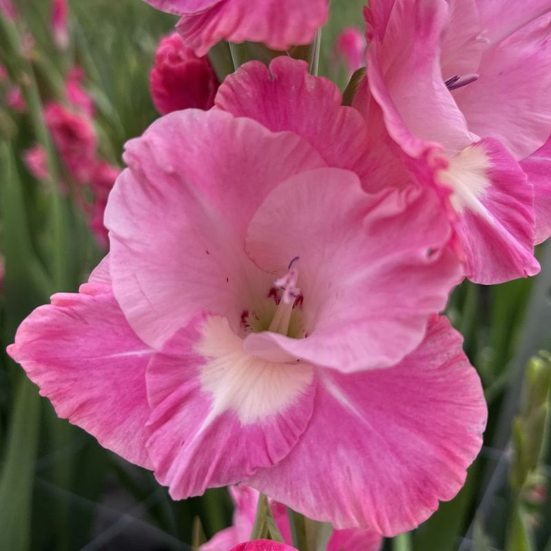Gladiol 'Pink Parrot' - Gladiolus, 10 stk.
