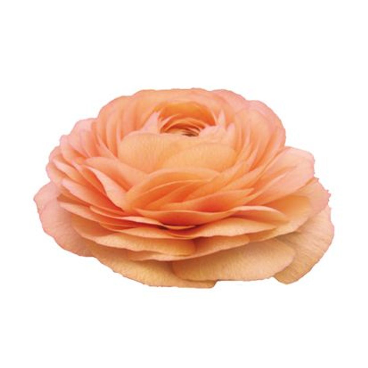 Ranunkel 'Elegance®  Salmone' - Ranunculus, 7 stk.