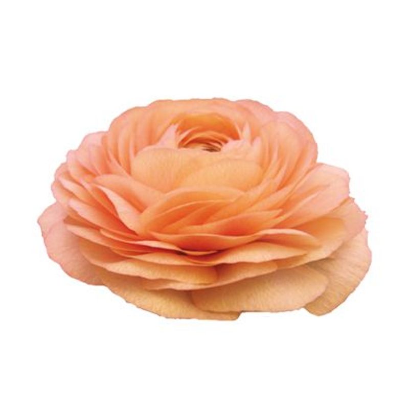Ranunkel 'Elegance®  Salmone' - Ranunculus, 7 stk.