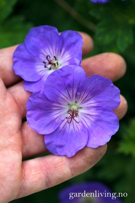 Praktstorkenebb 'Rozanne' - Geranium