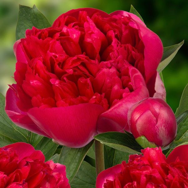 Hovedbilde Silkepion 'Belgravia' - Paeonia lactiflora