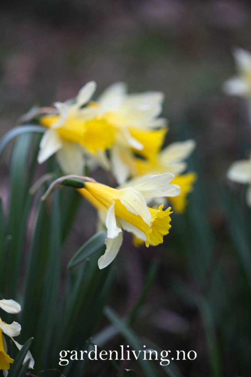 Narcissus pseudonarsissus 'Lobularis’ - 5 stk