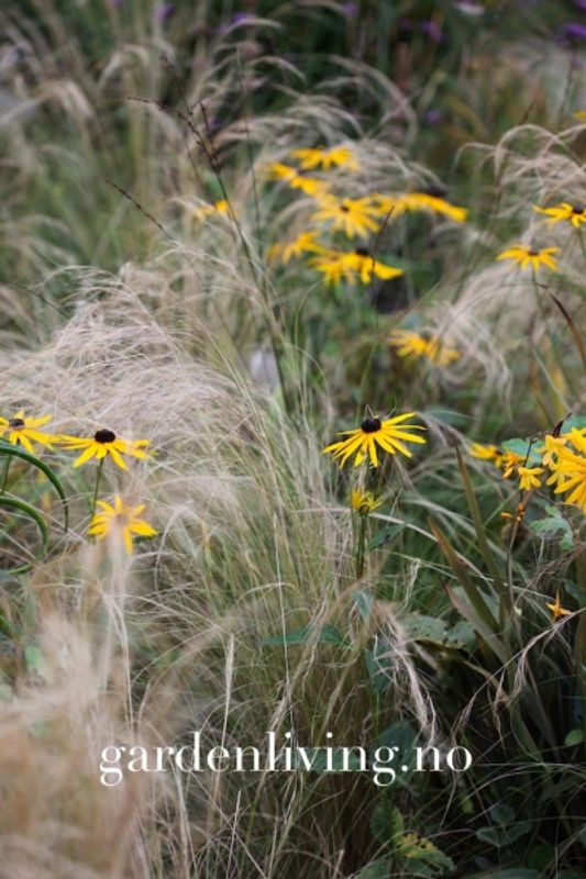 Praktsolhatt ’Goldsturm’ - Rudbeckia fulgida 