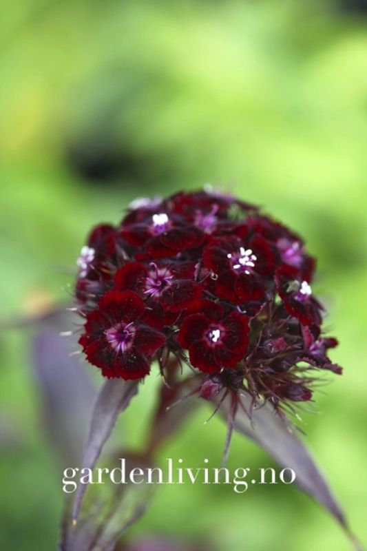 Busknellik 'Nigrescens' - Dianthus barbatus