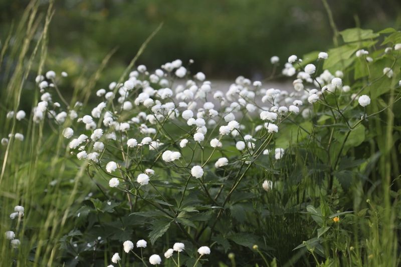 Duppesoleie - Ranunculus aconitifolius 'Pleniflorus'