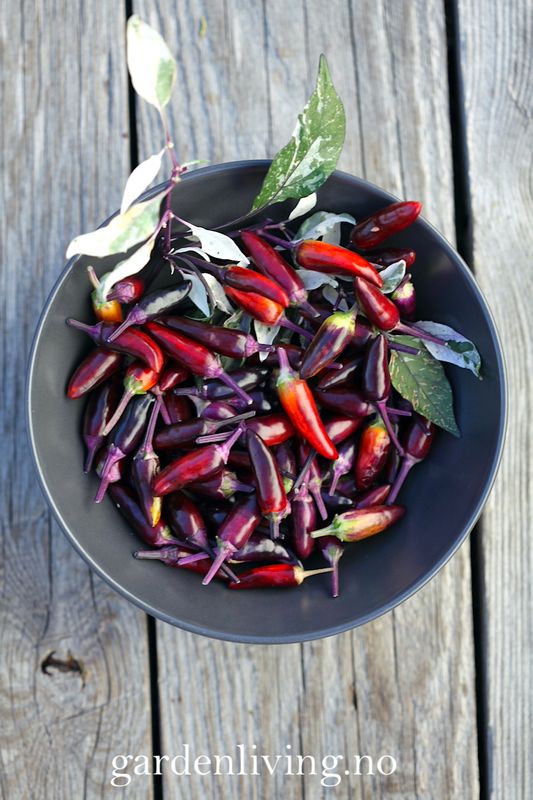 Chilipepper 'Calico' - Capsicum annuum