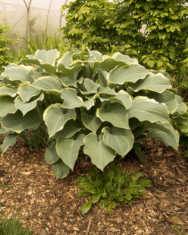Hosta 'Regal Splendor'