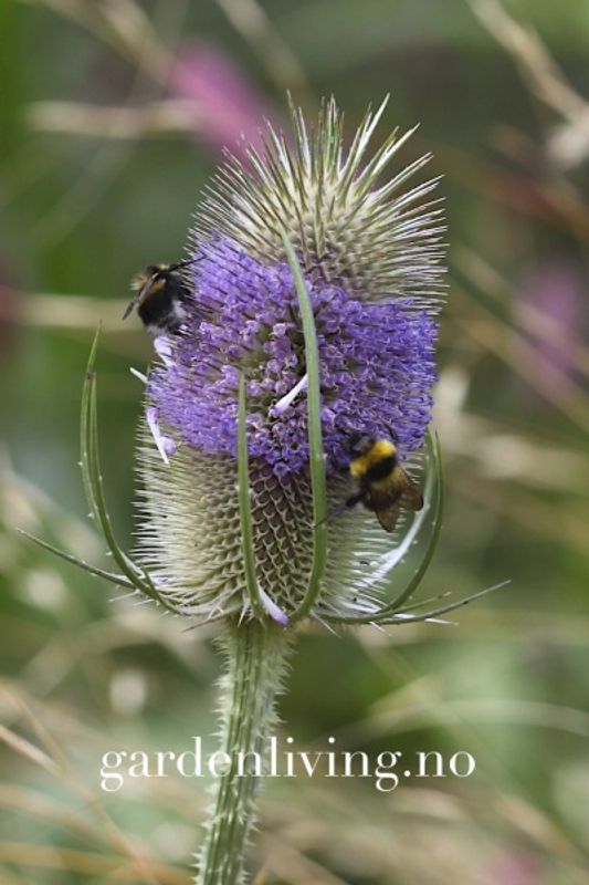 Kardeborre - Dipsacus fullonum