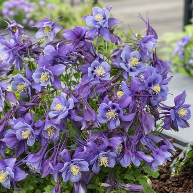 Hovedbilde Akeleie 'Early Bird Purple Blue F1 - Aquilegia 