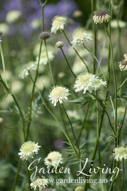 Hovedbilde Gullknapp - Cephalaria gigantea