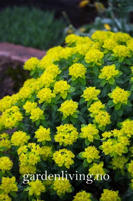 Vårvortemelk - Euphorbia polycroma