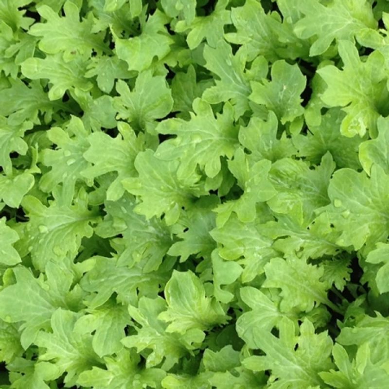 Sareptasennep 'Wasabina' - Brassica juncea