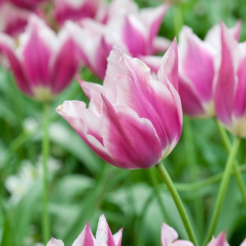 Tulipan 'Claudia', Liljeblomstrende - 7 stk