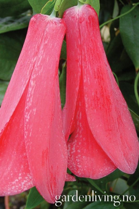 Lapageria rosea