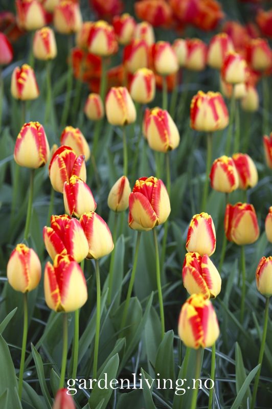 Tulipan 'Banja Luka', darwinhybrid - 10 stk