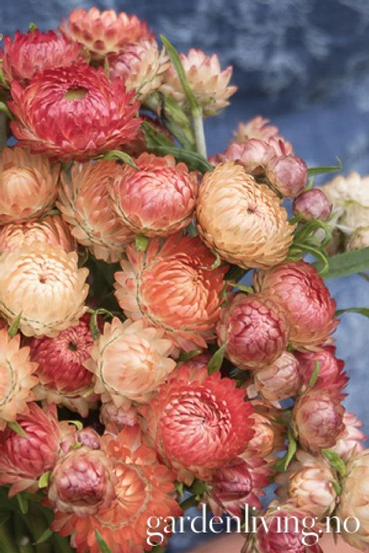 Høststråblomst 'Apricote Peach Mixed' - Xerochrysum bracteatum